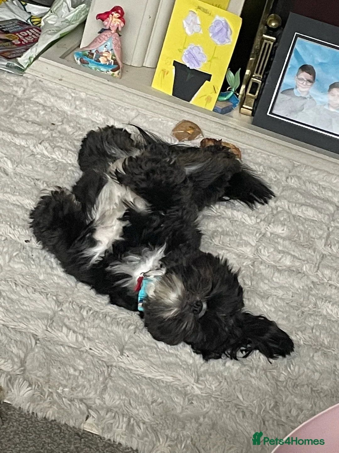 Shih Tzu dogs for stud: Kc reg shih tzu full DNA health tested in Chester-le-Street - Advert 12