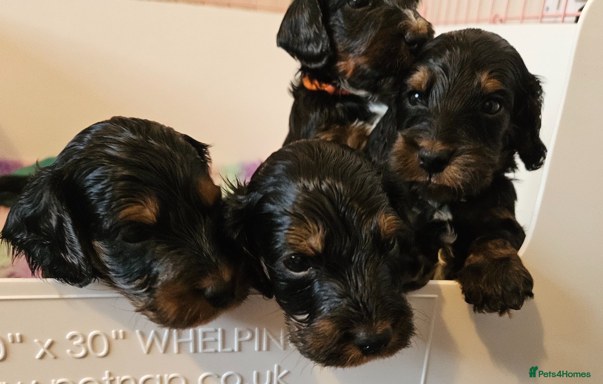 Cockapoo dogs Licensed insured breeder! Show-type cockapoo boys - Advert 1