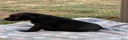 Labrador Retriever dogs for sale: Black Labrador Girls in Northampton - Advert 8