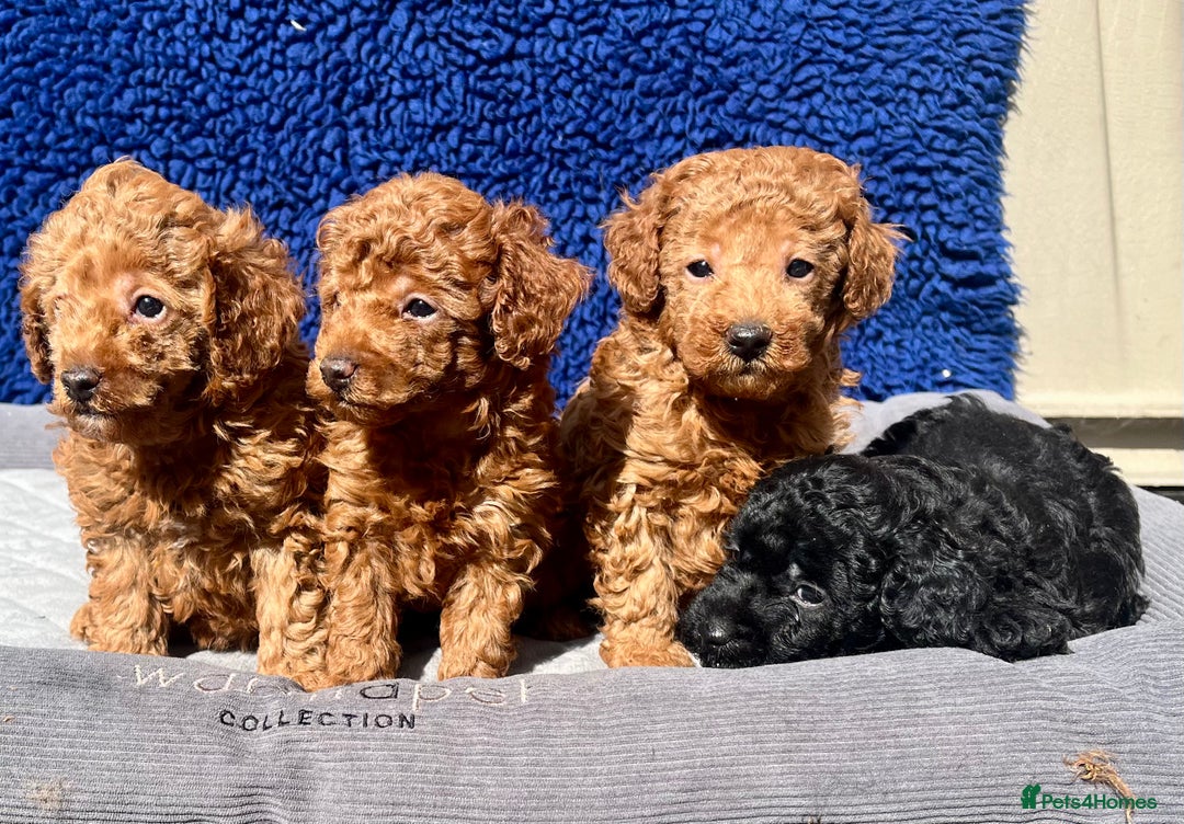Toy Poodle dogs for sale: STUNNING TOY POODLES KC REG HEALTH TESTED  - Image 6