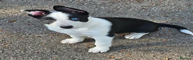Border Collie Puppy 6