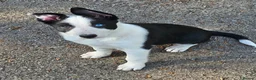 Border Collie dogs for sale: ISDS Border Collie Pups - Advert 19
