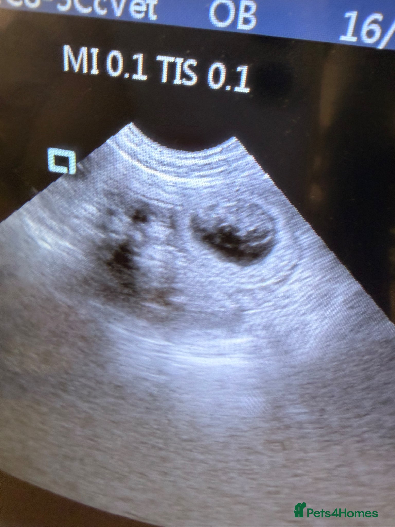 Hungarian Vizsla dogs Hungarian Vizsla Puppies due 20th of May - Advert 2