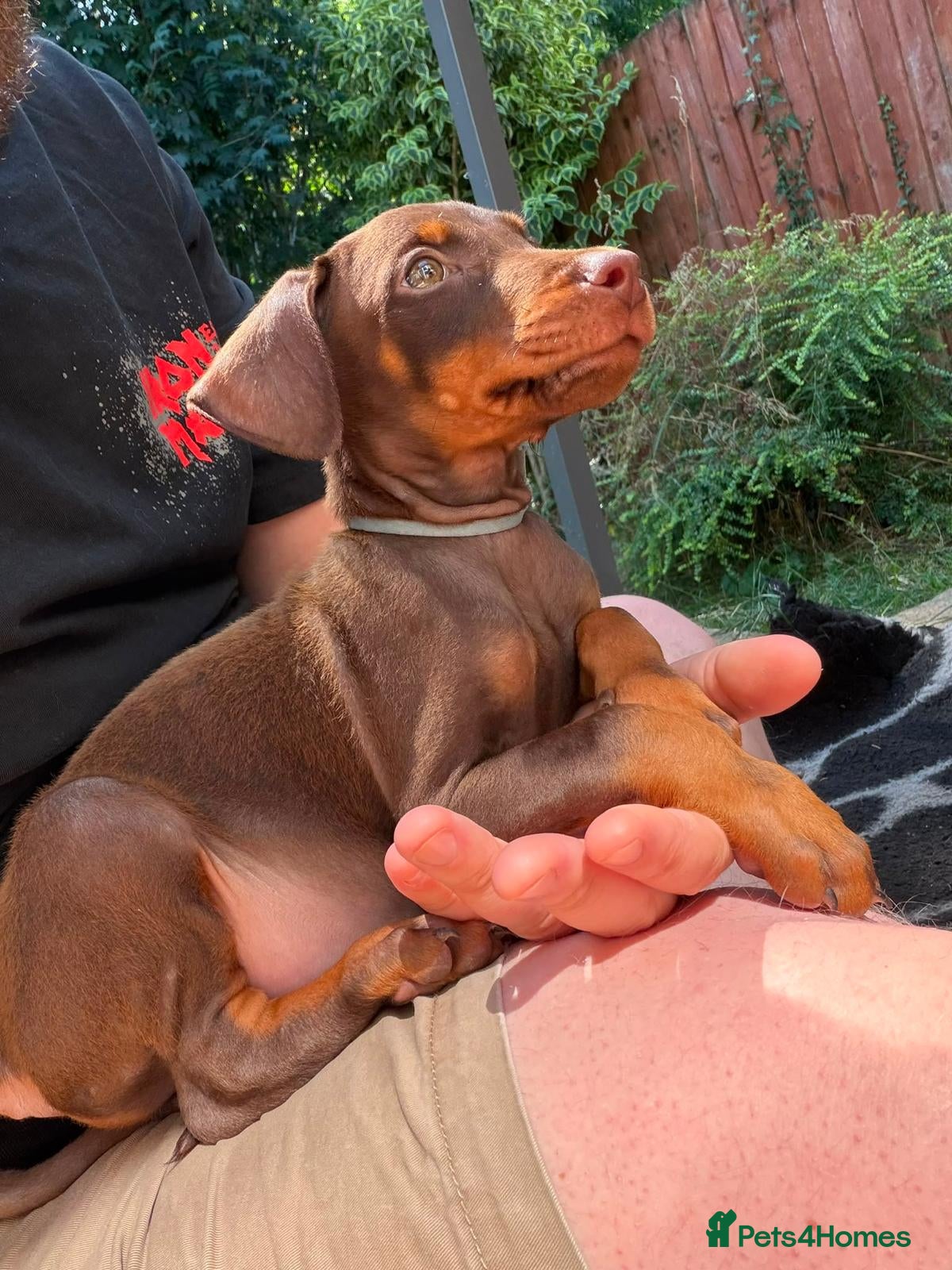 Dobermann dogs Beautiful family dobermans * 2 boys ready to go* - Advert 6