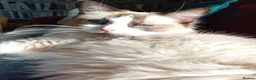 Ragdoll cats for sale: Ragdoll male ready now - Advert 2