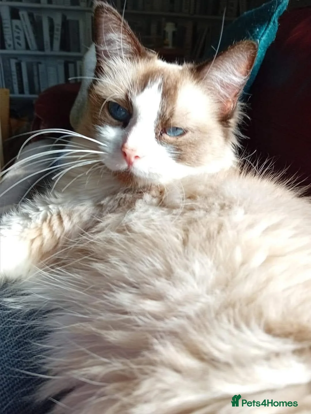 Ragdoll cats for sale: Ragdoll male ready now - Advert 2