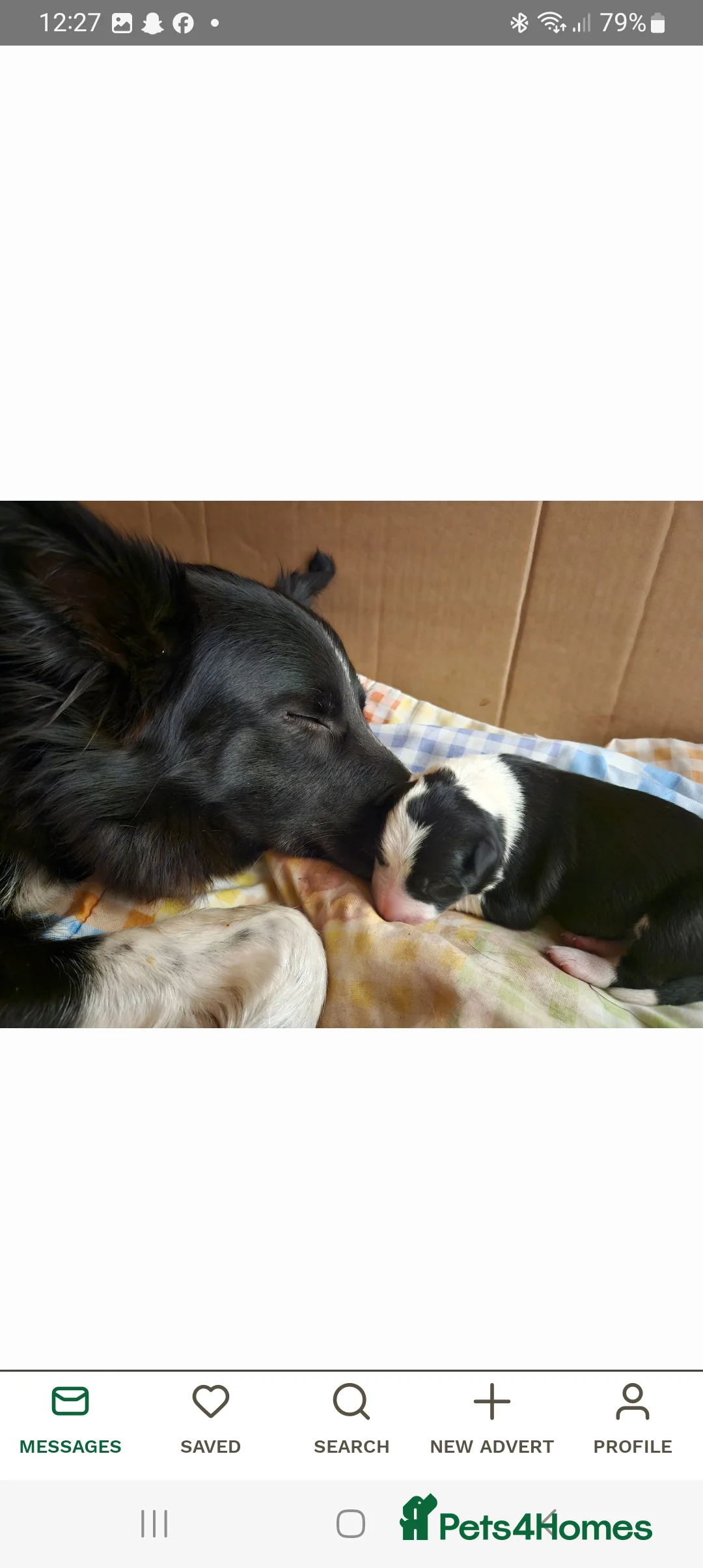 Border Collie dogs for stud: Milo for stud (PROVEN) in Chesterfield - Advert 23