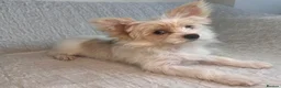 Yorkshire Terrier dogs for sale: BEAUTIFUL GOLDDUST YORKSHIRE TERRIER PUPPIES - Advert 5