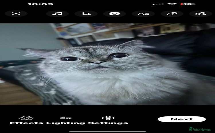 Scottish Fold cats - Advert 7