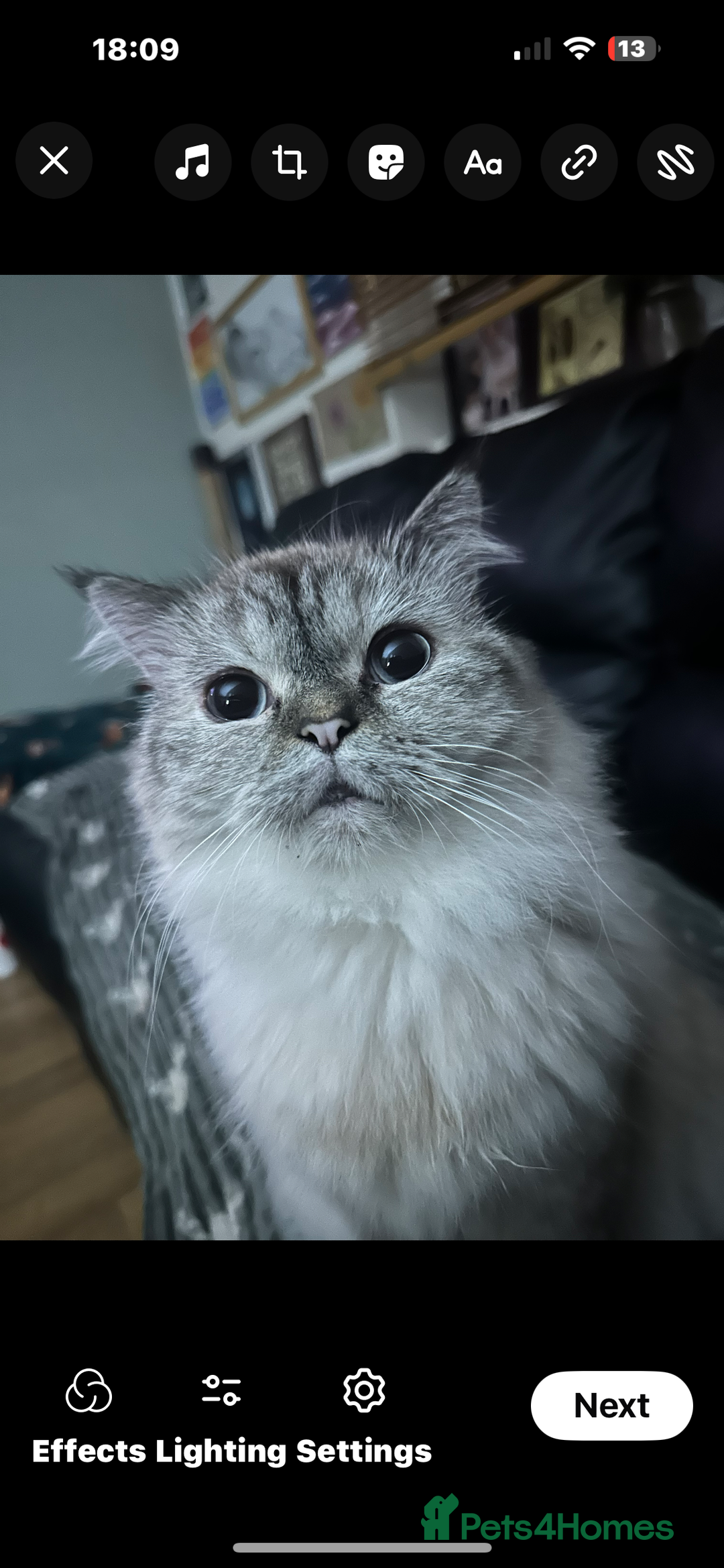 Scottish Fold cats for sale: 3 year old female cat - Image 1