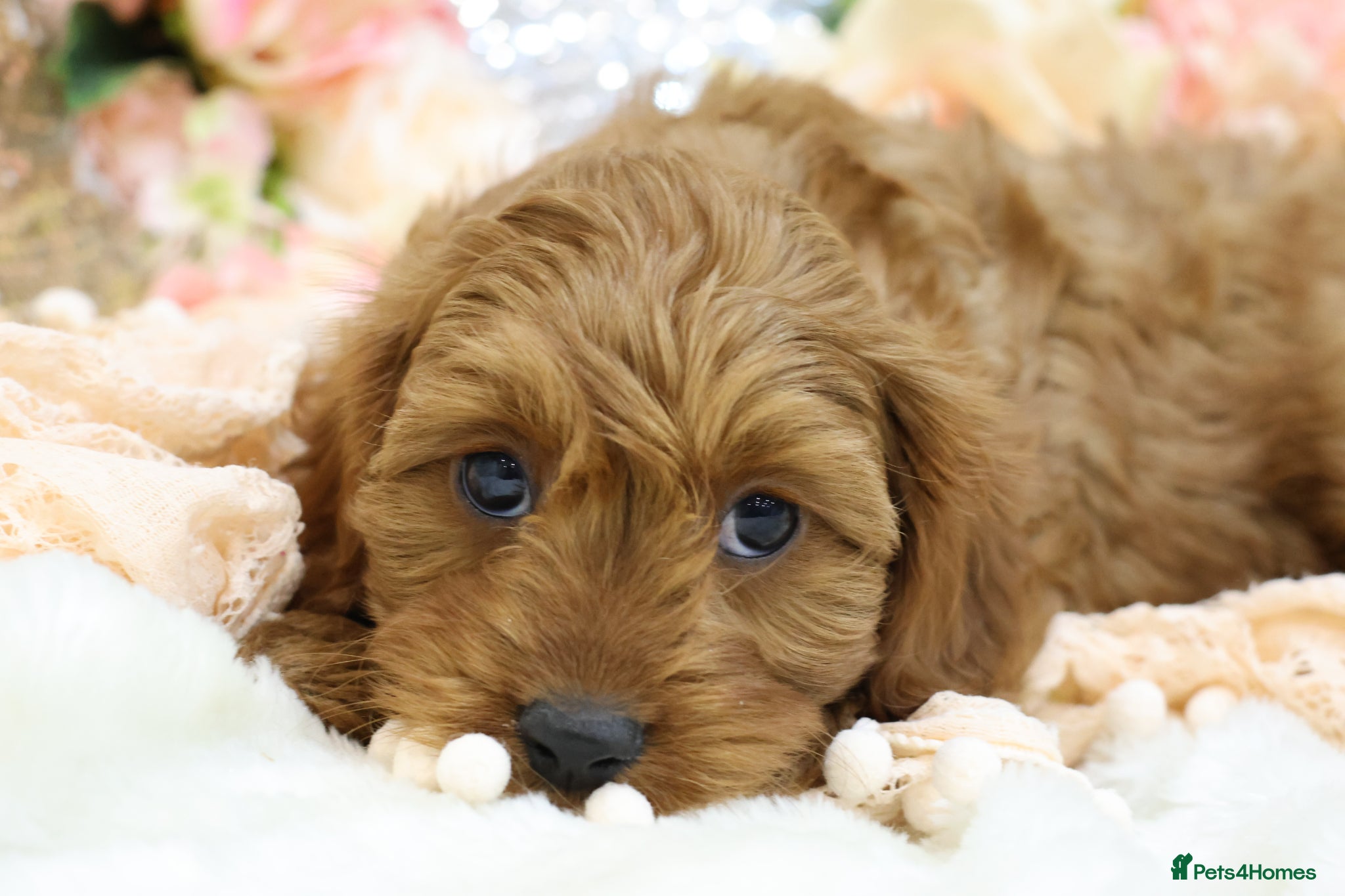 Cavapoo dogs *HEALTH TESTED* Cavapoo Puppies - Advert 2