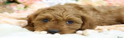 Cavapoo dogs for sale: *HEALTH TESTED* Cavapoo Puppies - Advert 3