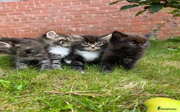 Ragdoll cats for sale: Beautiful Fluffy Ragdoll Cross Kittens For Sale - Image 8