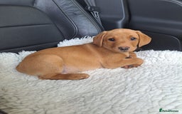 Labrador Retriever dogs for sale: Stunning Fox red Labrador pups - Image 1