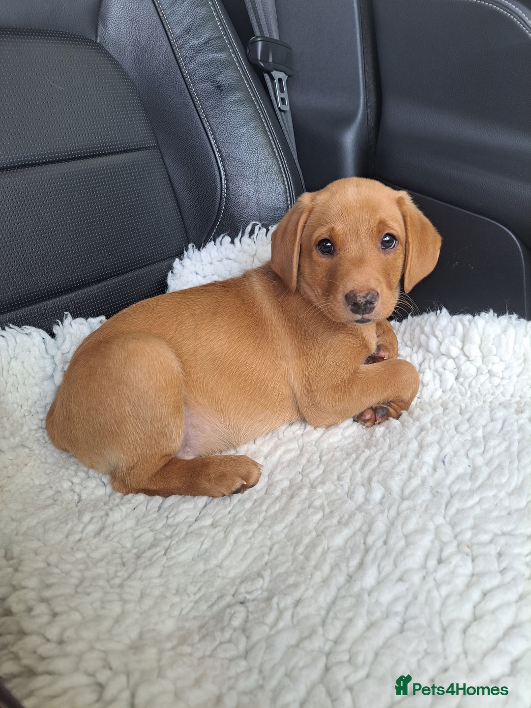 Labrador Retriever dogs for sale: Stunning Fox red Labrador pups - Image 1