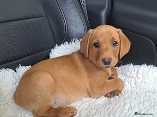 Labrador Retriever dogs - Advert 24