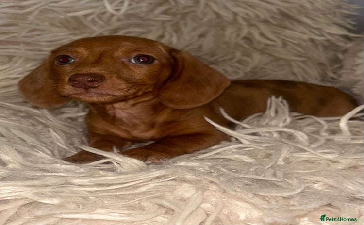 Miniature Dachshund dogs - Advert 7