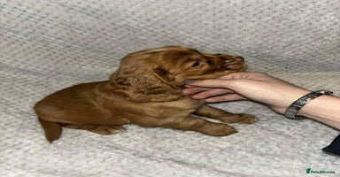 Cocker Spaniel dogs - Advert 8