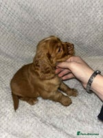 Cocker Spaniel dogs - Advert 8