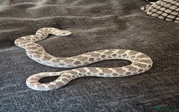 Snake reptiles for sale: Lavender Hognose Snake - Image 2