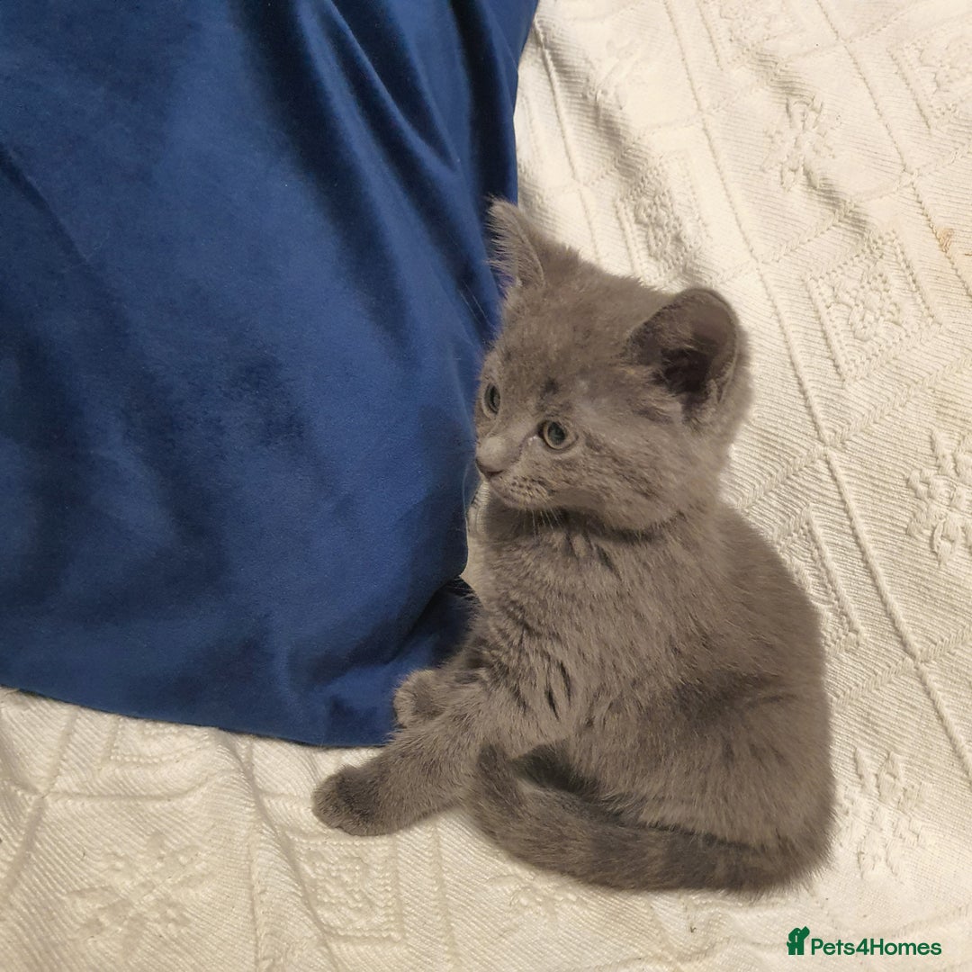 Russian Blue cats for sale: 6 pure grey kittens  - Image 9