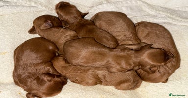 Cavapoo dogs 🐾Gorgeous F2B Cavapoos 🐾 - Advert 2