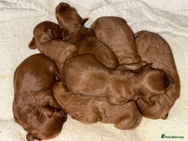 Cavapoo dogs 🐾Gorgeous F2B Cavapoos 🐾 - Advert 7