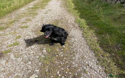 Cocker Spaniel dogs for sale: Loving and Sweet Cocker Spaniel for Adoption - Image 2