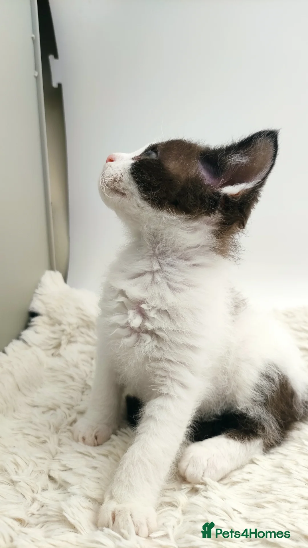 LaPerm cats for sale: Curly LaPerm kittens GCCF reg  - Advert 30