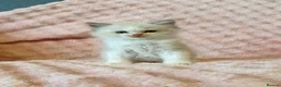 Ragdoll cats for sale: ✨ Exceptional Ragdoll Kittens Ready to Reserve ✨ - Advert 19