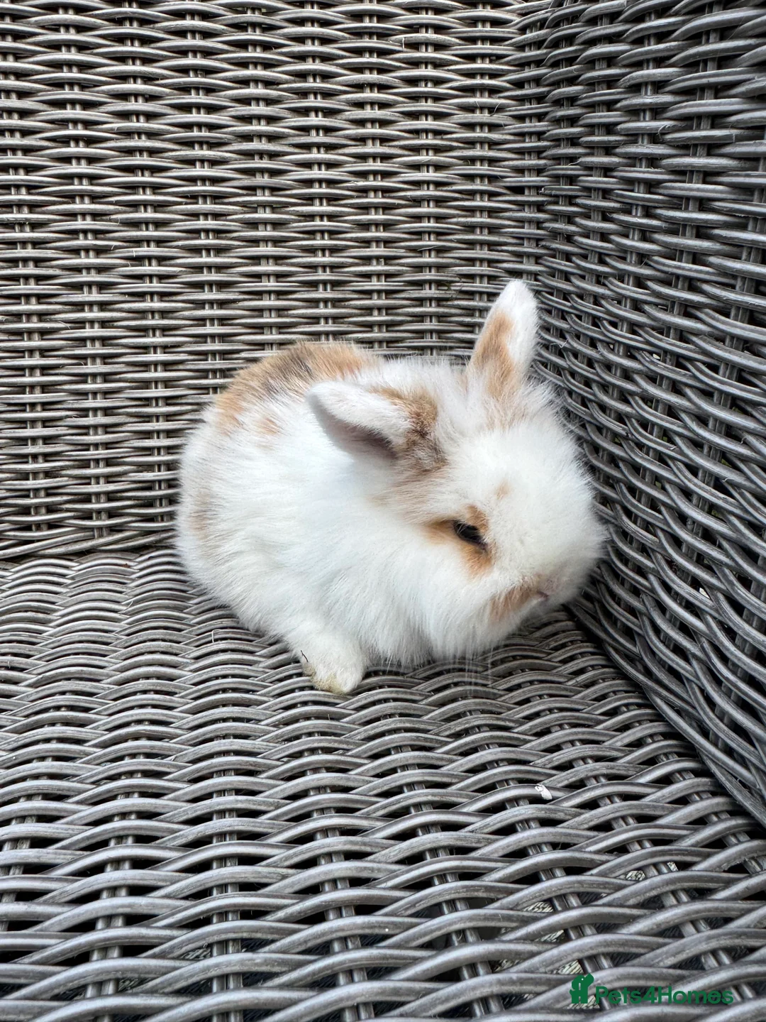 Mini Lion Lop rabbits for sale: Mini lion lop female 8 weeks old  - Advert 2