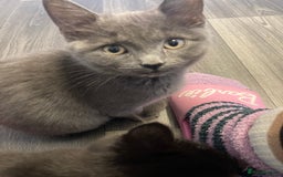 British Shorthair cats for sale: Female grey, British shorthair kitten - Advert 3