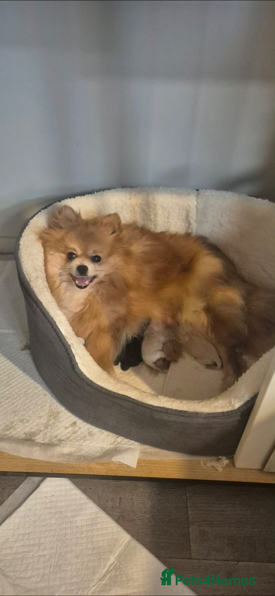 Pomeranian dogs Pomeranian male puppies - Teddy bear  - Advert 10