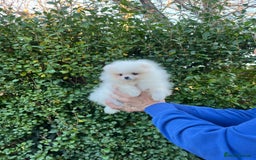 Pomeranian dogs for sale: 🐼Teddy Face🔥Top quality 🏆Very Tiny - Advert 6