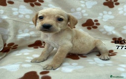 Labrador Retriever dogs for sale: Labrador Retriever - Image 27