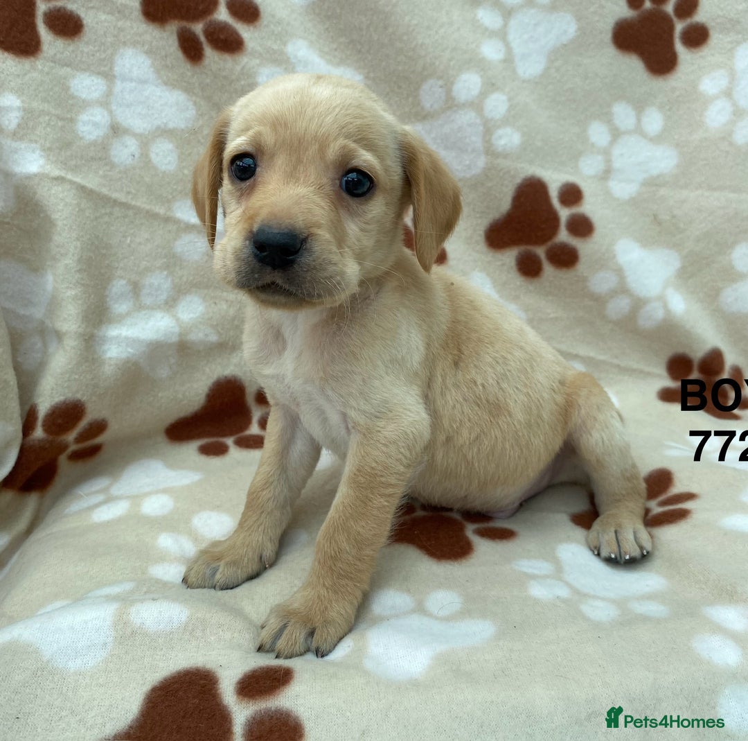 Labrador Retriever dogs for sale: Labrador Retriever - Image 27