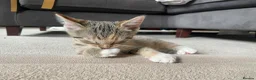 Mixed Breed cats for sale: 2 tabby girl kittens unusual colourings  - Advert 15
