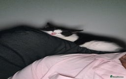 Domestic Shorthair cats for sale: Kitten looking for forever home - Image 5