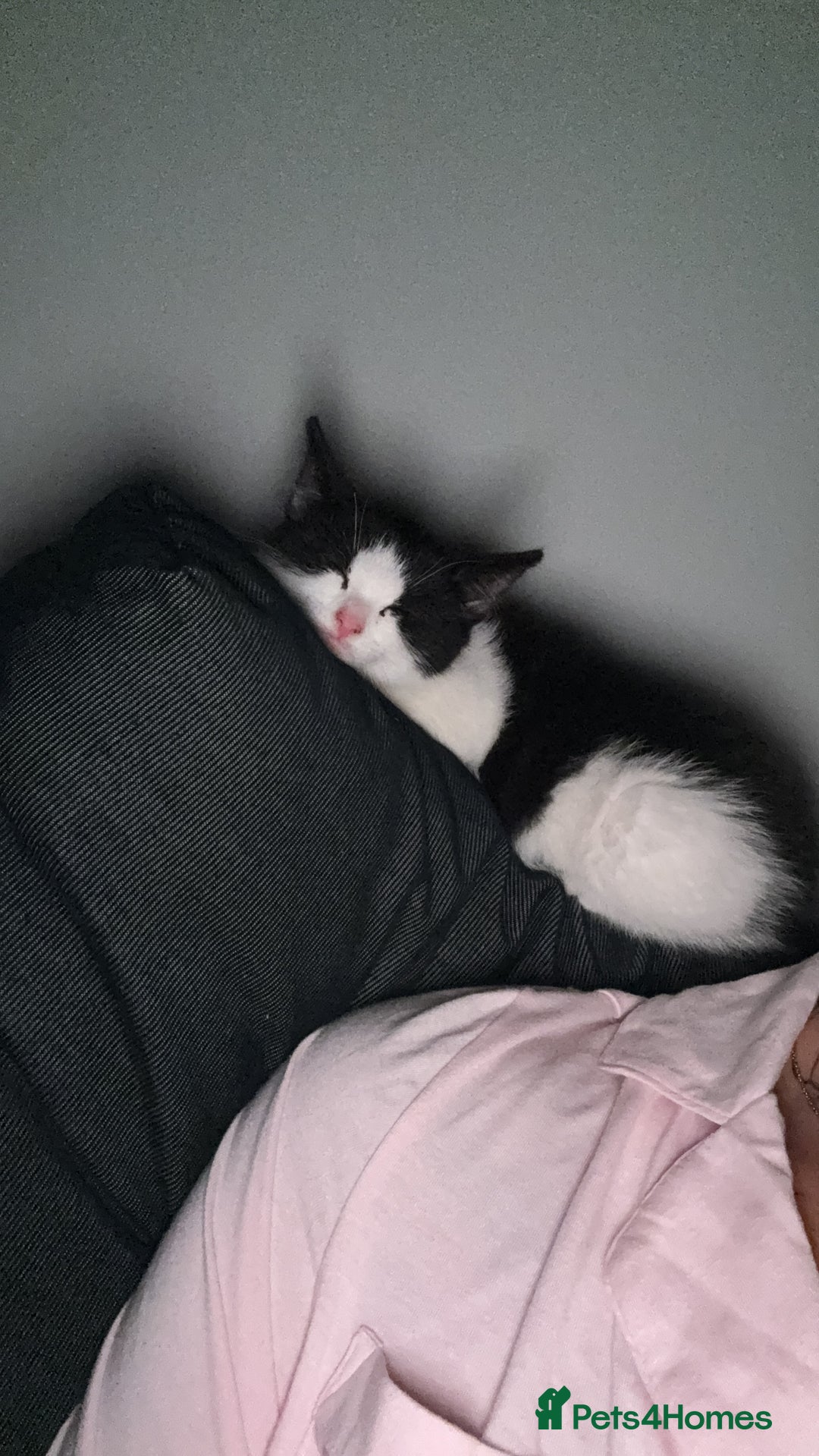 Domestic Shorthair cats for sale: Kitten looking for forever home - Image 5