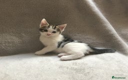 Mixed Breed cats for sale: Bring Home a Bundle of Joy Kittens Ready Oct. 2nd! - Image 17