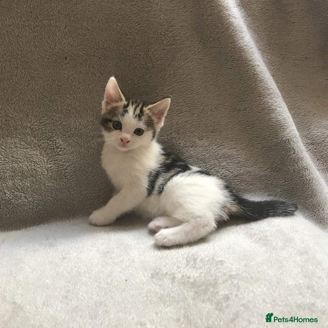 Mixed Breed cats for sale: Bring Home a Bundle of Joy Kittens Ready Oct. 2nd! - Image 17