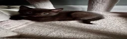 Mixed Breed cats for sale: Beautiful kittens  - Advert 10
