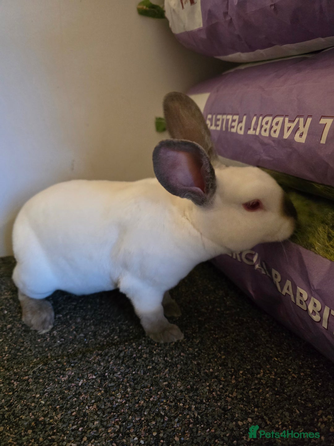 Rex rabbits for sale: ❤️Rex bunnies ready to leave❤️ - Advert 4