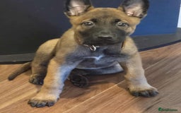 Belgian Shepherd Dog dogs for sale: Adorable 9 Week Old Belgian Malinois Puppy - Image 5