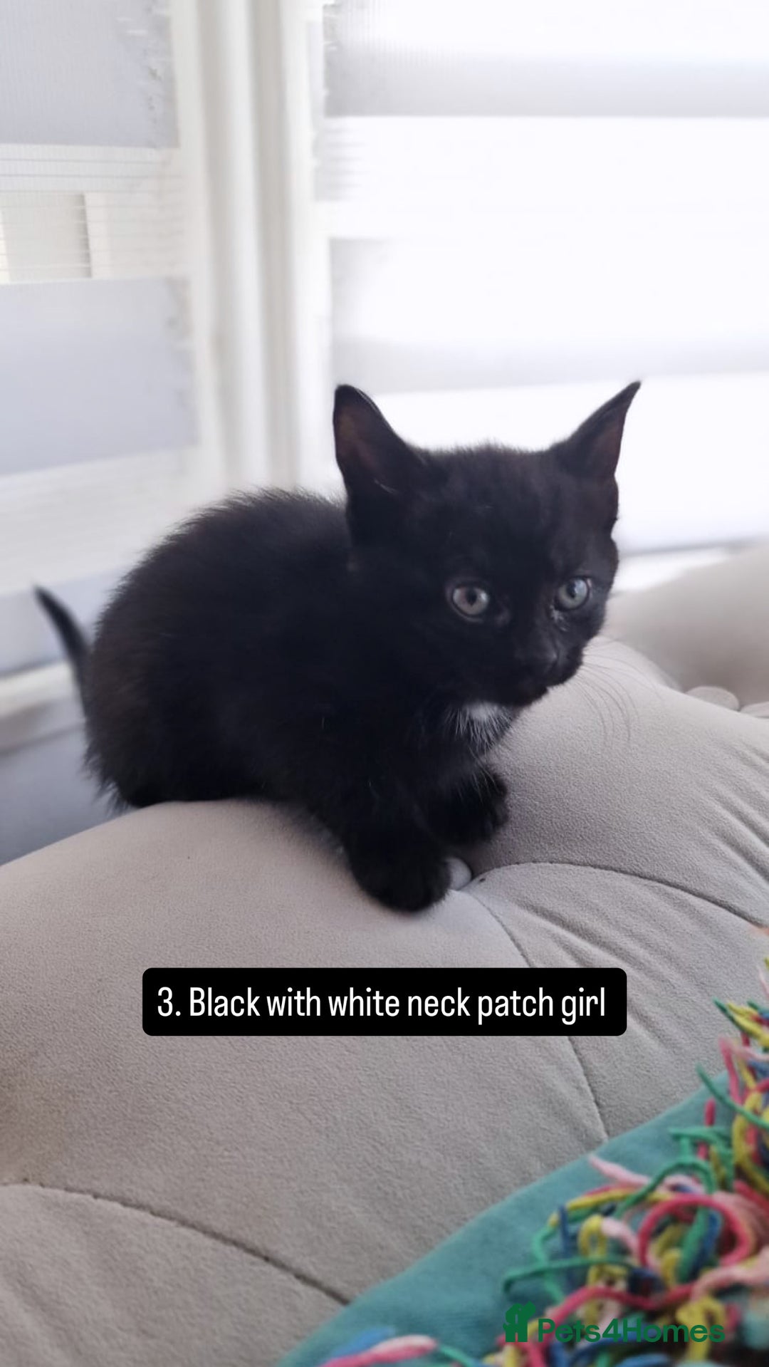 Mixed Breed cats for sale: Kittens - Image 3