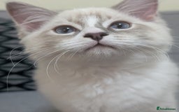 Ragdoll cats for sale: *READY NOW* GCCF Ragdoll Kitten Active/Non-Active in Liverpool - Image 2
