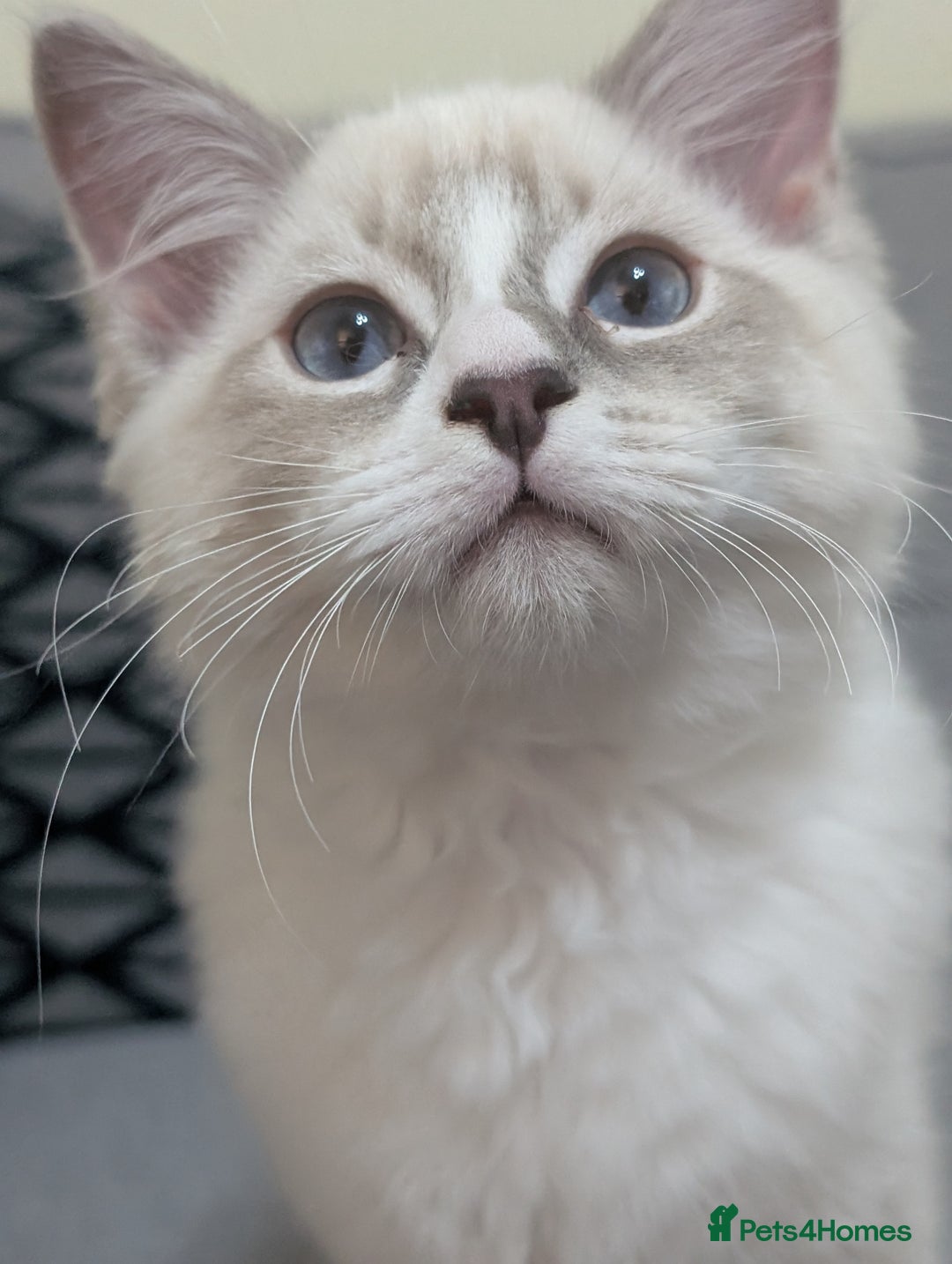 Ragdoll cats for sale: *READY NOW* GCCF Ragdoll Kitten Active/Non-Active in Liverpool - Image 2