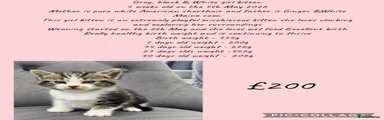 Mixed Breed Kitten 4