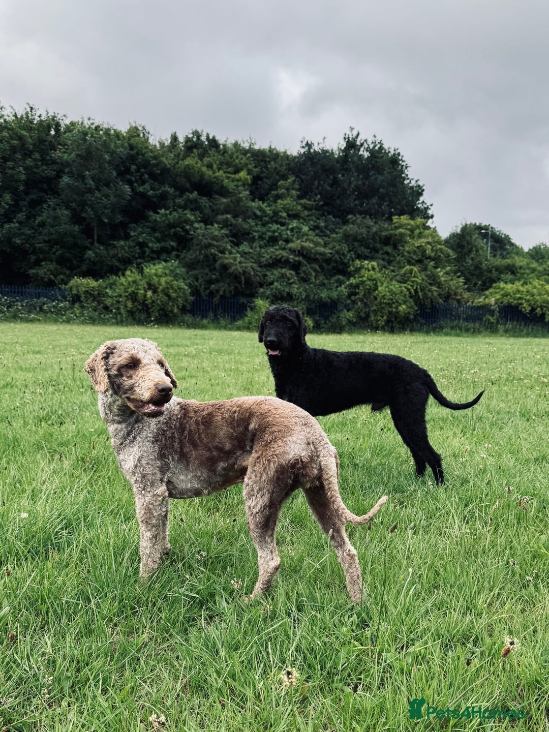 Bedlington Terrier dogs for stud: KC Reg’d Bedlington Terrier at Stud - Advert 8