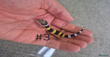 Leopard Gecko reptiles - Advert 7